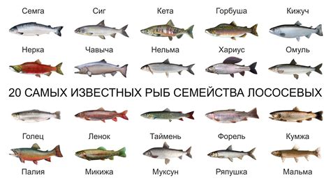 Рейтинг лососевых рыб по ценности - Povarenok.net