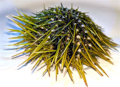 Download Green Sea Urchin Closeup Wallpaper | Wallpapers.com