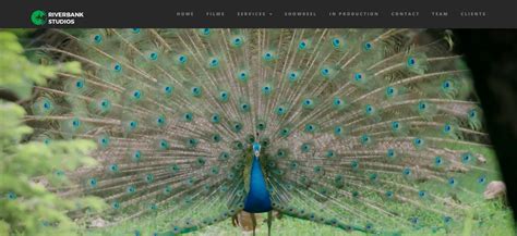 Riverbank Studios - TRIP