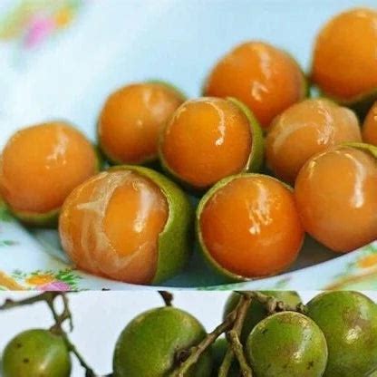 Spanish Lime Fruit Plant (Melicoccus bijugatus) – veliyathgardens