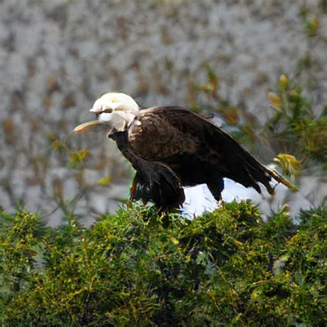 Baked Parmesan - App on Amazon Appstore