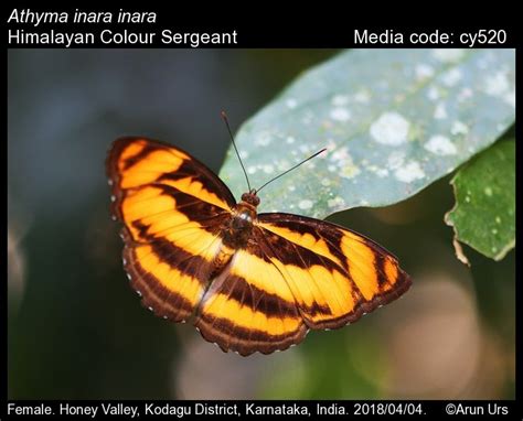 Athyma inara | Butterfly