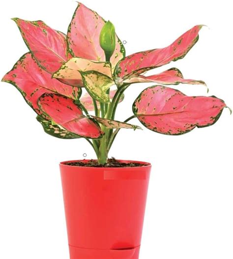 Live Aglaonema Pink Rare Indoor Air Purifier Plant | Low Maintenance ...