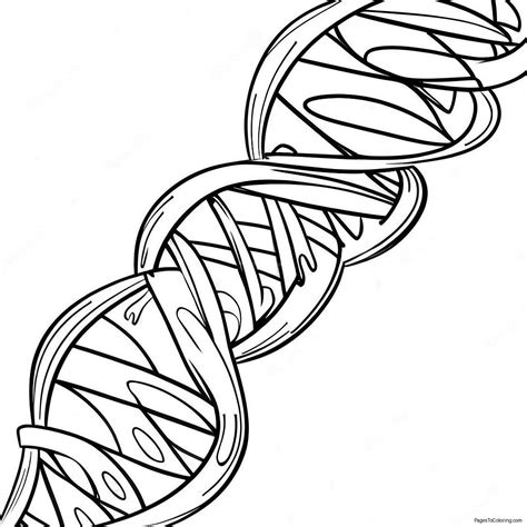 DNA Coloring 的图像结果