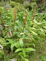 अदरक in English - Hindi-English Dictionary | Glosbe