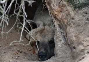 Brown Bear: Torpor or Hibernation? - FOUR PAWS International - Animal ...
