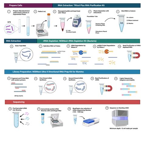 RNA Sequencing Method 的图像结果