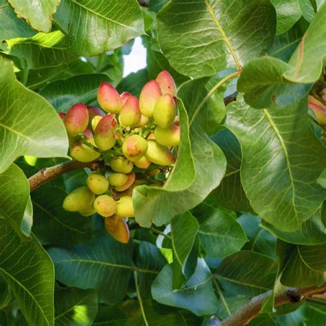Where do they grow pistachios, everything you need to know - kouroshfoods