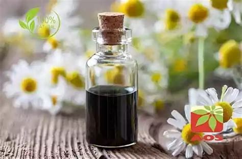 Roman Chamomile Oil Manufacturer India | AOS Products