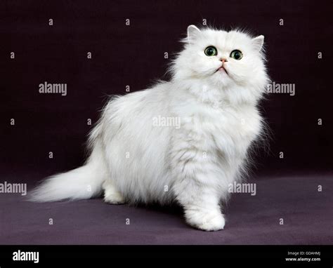 CHINCHILLA PERSIAN CAT, ADULT WITH GREEN EYES Stock Photo - Alamy