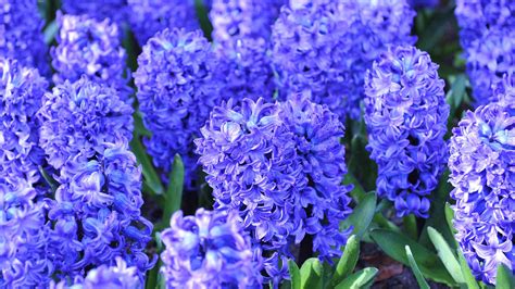 The Benefits Of Hyacinth Flowers at Layla Swallow blog
