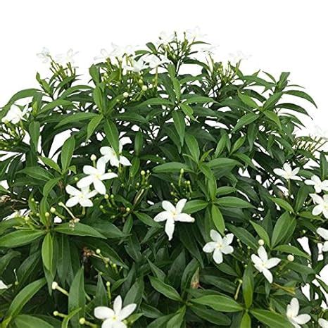 Creative Farmer Live Dwarf Plant Crape Jasmine Tabernaemontana ...