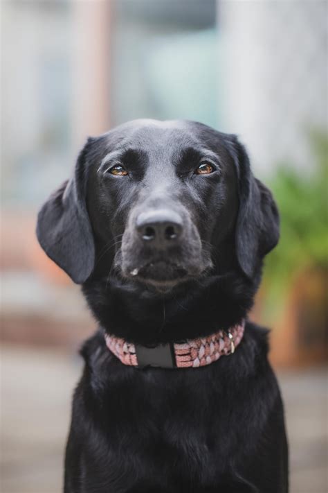 Do Labs Shed? Your Complete Guide to the Labrador Shedding!