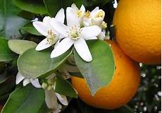 fiori d arancio awakenings shout outs for the orange blossom fiori d arancio awakenings shout outs for the orange blossom