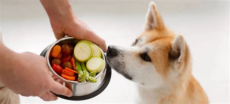 Vegetarian Diet for Dogs: Rising Trend in 2025 – FurrMeals