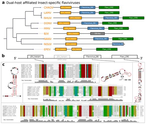 Functional RNA Structures in the 3′UTR of Tick-Borne, Insect-Specific ...
