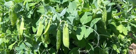 豌豆什么时候播种什么季节收获？_种植