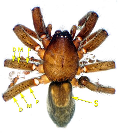 AJC Arthropoda: Notes on Scotophaeus blackwalli