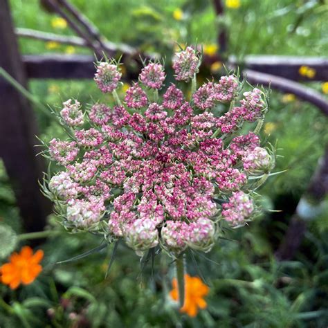 Violette Wilde Möhre 'Dara' (Daucus carota ssp. carota) - ca.100 Samen