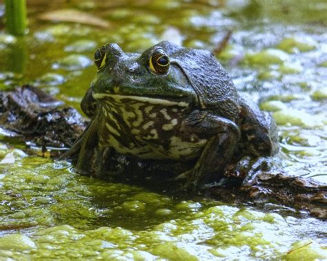 Bullfrog Ki Breeding Guide | Promeal