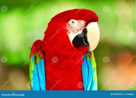 Birds, Animals. Red Scarlet Macaw Parrot. Travel, Tourism. Thailand ...