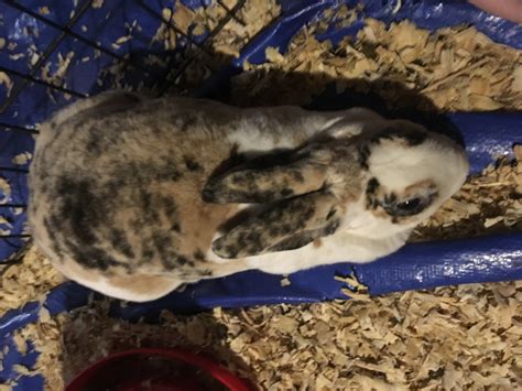 Mini Rex Rabbits For Sale | McClure, PA #290497 | Petzlover