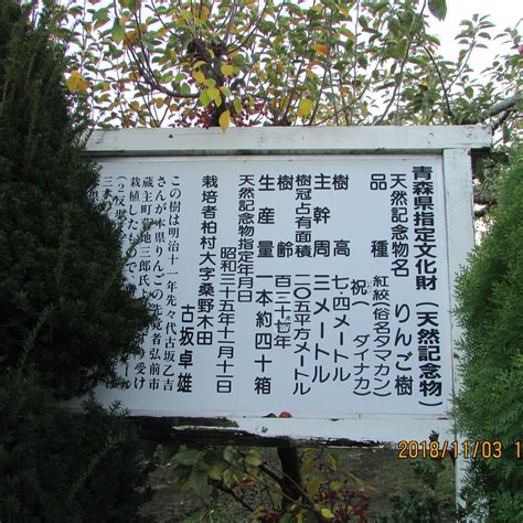 OLDEST APPLE TREE IN JAPAN (2025) All You Need to Know BEFORE You Go ...