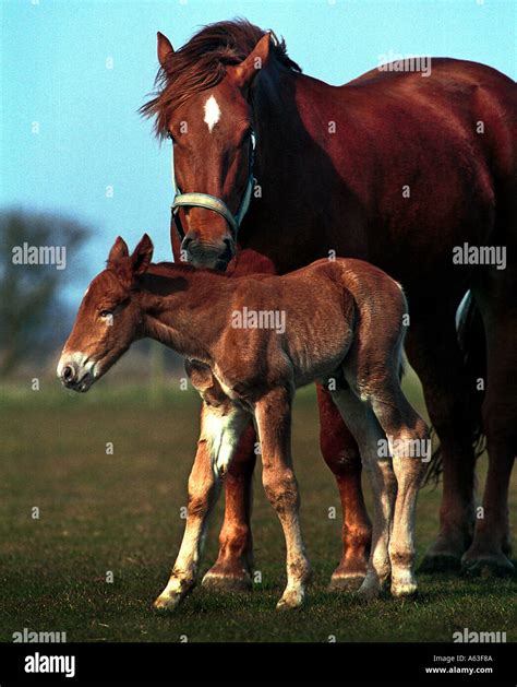Suffolk punch horse hi-res stock photography and images - Alamy