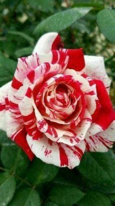 Rose Plant – PlantsKingdom