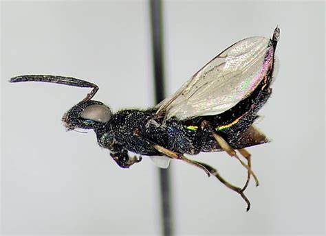 parasitoid 的图像结果