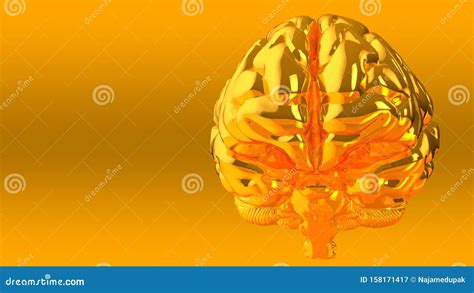 Brain Model 的图像结果