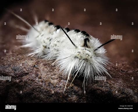 Poisonous white Hickory Tussock Moth Caterpillar on wet rock white ...