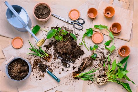 How to Propagate Plants - Landscaping Blog