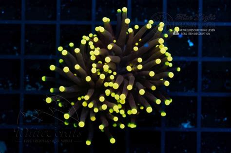 Euphyllia glabrescens Black Torch (Filter)-E_250104_018