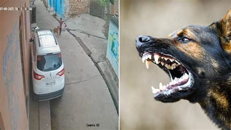 VIDEO: Stray Dog Attacks 6-Year-Old In MP's Shivpuri After Injuring 3 ...