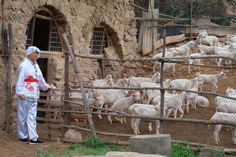 陕北放羊,农村放羊,陕北放羊人羊皮袄图片_大山谷图库