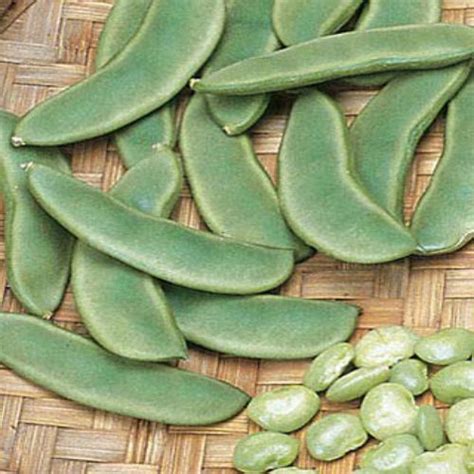 Sem Fali Lima Flat Beans Swati | Vegetable Seeds