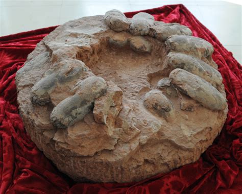 中生代白垩纪长条形恐龙蛋化石-江西客家博物院