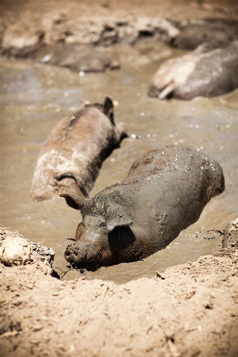 Happy Pigs In Mud