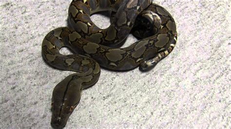Image result for Hatchling Reticulated Python