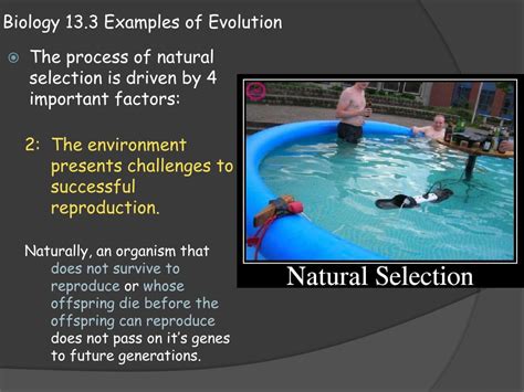 Image result for Evolution Examples