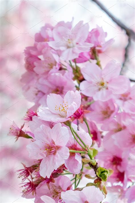 Pink Cherry Blossom | High-Quality Nature Stock Photos ~ Creative Market
