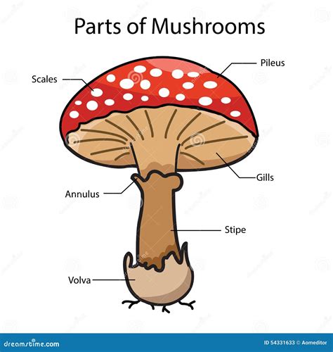 Illustrator Parts of Mushrooms Stock Vector - Illustration of organic ...