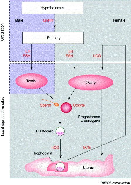 Antifertility Drugs: Benefits, Examples, Importance, FAQs