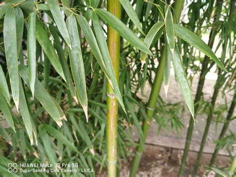 日本竹編，發現一根竹子的999種可能 - 每日頭條