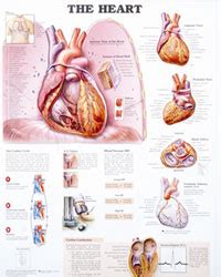 SCIENTIFIC AIDS :: IMPORTED ANATOMICAL CHARTS