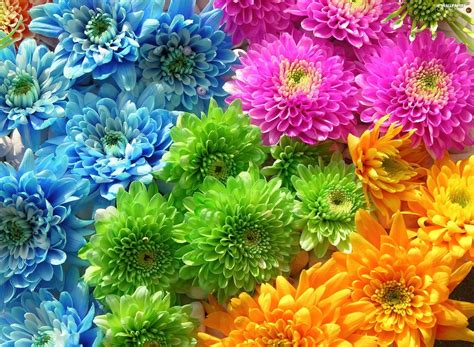 flowers, different, colors - For desktop wallpapers: 1920x1407