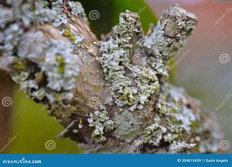 Tree Moss and Fungus (lichen) on Tree Bark Stock Image - Image of issue, brazilian: 304615459