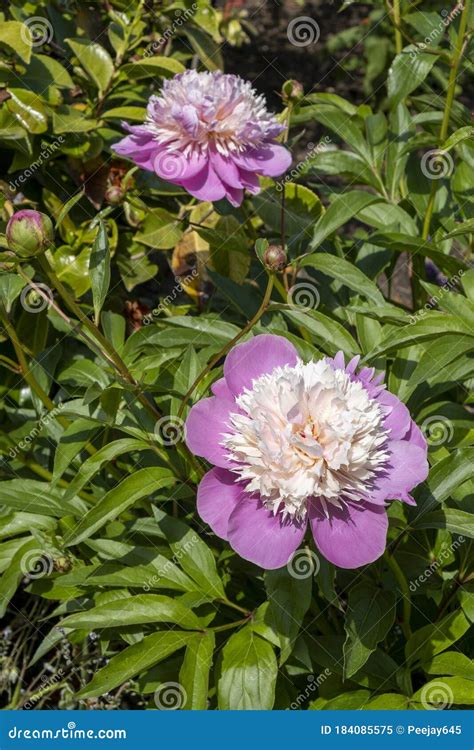 Beautiful Early Flowering Pink Peonies Stock Image - Image of bloom ...