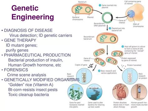Image result for Define Genetic Engineering